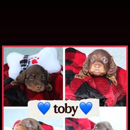 Toby - Chocolate and tan male Dachshund puppy in Tampa, Florida from Crosbys Doxies