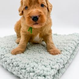 Flood - Apricot male Goldendoodle puppy in Sunman, Indiana from Brunsman Country Doodles LLC