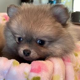 Pomeranian Puppies from Nikki’s lil Pomeranians