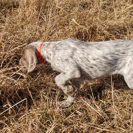 Pudelpointers from Marshland Gun Dogs