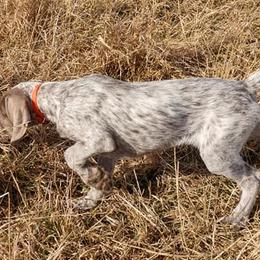 Pudelpointers from Marshland Gun Dogs