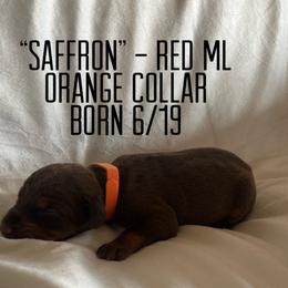 Saffron - Red and rust male Doberman Pinscher puppy in Wellington, Ohio from Jessie (TDD, llc)