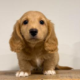 Butterball - Red male Dachshund puppy in Squires, Missouri from Hudson’s Hounds