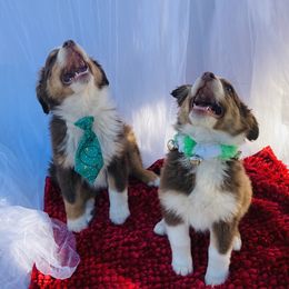 Australian Shepherd Puppies from Topaz Aussie’s