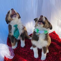 Australian Shepherd Puppies from Topaz Aussie’s