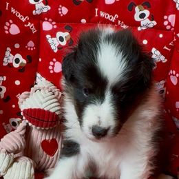 Joshua - Black white and tan male Shetland Sheepdog puppy in Idaho from Bellissimo Shelties