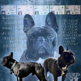 Csonka - French Bulldog