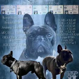 Csonka - French Bulldog