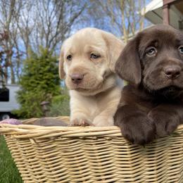 Dilute Retriever and Labrador Retriever Puppies from South Shore Labradors