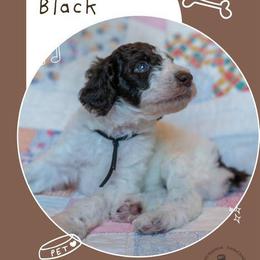 Boy 3 - Parti male Poodle puppy in Mc Kinney, Texas from Kenney kennels