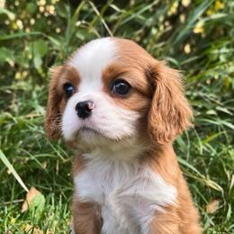 Pip - Blenheim male Cavalier King Charles Spaniel puppy in Greensboro, North Carolina from Hyde Park Cavaliers