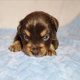 Braeburn - Red tri-color male Australian Shepherd puppy in Owensboro, Kentucky from JnT's Bluegrass Mini Aussies
