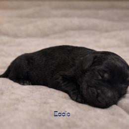 Eddie Munson - Black male Bernedoodle puppy in Bennett, Colorado from Darling Paws Bernedoodles, LLC
