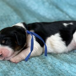 Blue - Black white and tan male English Springer Spaniel puppy in Cleburne, Texas from Powers English Springer Spaniels