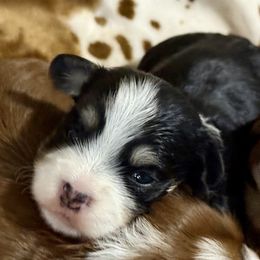 Ivan - Black and silver male Havanese puppy in Wappapello, Missouri from Titanium Havanese LLC