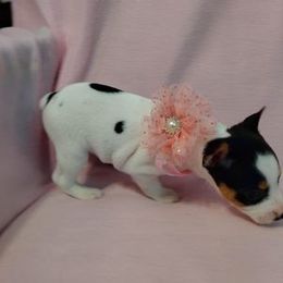 Rat Terrier Puppies from Country Rat Terriers