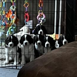 English Springer Spaniel puppies from Timberwood English Springer Spaniels