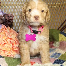 Pink - Red female Aussiedoodle puppy in Belgreen, Alabama from Scott’s Farm Poodles and Doodles