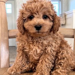 Cavachons and Cavapoos from Pleasant Home Pups