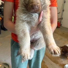Purple girl - Isabella female German Shepherd puppy in Tipp City, Ohio from Urekar Haus