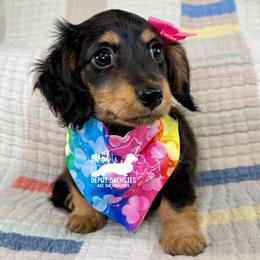 Elsa AKC - Black and tan female Dachshund puppy in South Easton, Massachusetts from Depot Dachsies