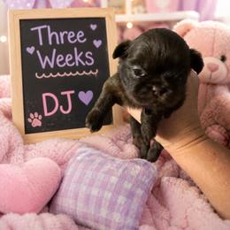 Donna Jo purple DJ - Chocolate female Shih Tzu puppy in Augusta, Maine from Zulas Shih Tzu of Maine