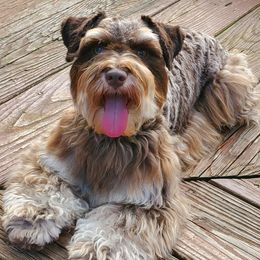 Gabi - Miniature Schnauzer