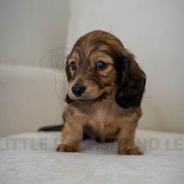 Valentino - Cream male Dachshund puppy in Temecula, California from Naomi Magee's Dachshund Kennel