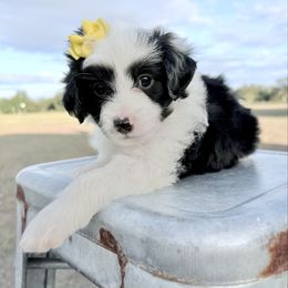 Yellow collar (Toy) - Black and white female Aussiedoodle puppy in 32046, Florida from River Hill Ranch