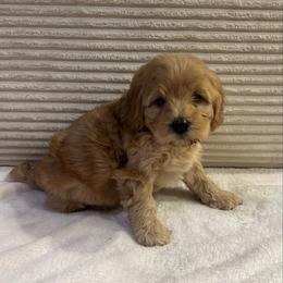 Spruce - Apricot male Cavapoo puppy in Payson, Utah from Country Sky Doodles