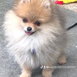 Pomeranian Puppies from Legacy Poms