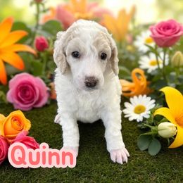 Girl 1 - White female Poodle puppy in Port Orange, Florida from Daytona’s Standard Poodles