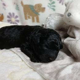 Eli - Black male Havapoo puppy in Blanch, North Carolina from Faithful Hearts Kennel