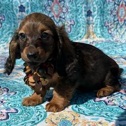 Fancy - Red female Dachshund puppy in Lincoln, Arkansas from Red Dirt Dachshunds