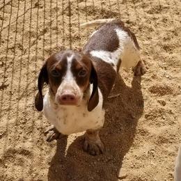 Roscoe - Dachshund