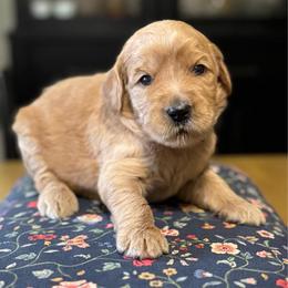Grumpy-Red - Apricot male Goldendoodle puppy in Bay City, Texas from Charming Doods Goldendoodles