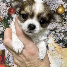 Candy - Sable spotted white female Chihuahua puppy in Palmyra, Indiana from Country Star Chihuahuas