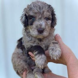 Osborne - Chocolate male Assorted Doodle Crosses puppy in Kansas City, Missouri from Beary GoldenDoodles