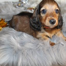 Girl 1 - Red female Dachshund puppy in Craig, Colorado from Rocky Mountain Shih Tzus and Dry Creek Miniature Dachshunds