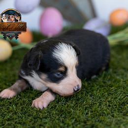 Poppy - Black tri female Toy Australian Shepherd puppy in Granbury, Texas from Best Little Aussies