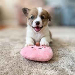 Maya - Sable female Pembroke Welsh Corgi puppy in Saint George, South Carolina from Carolina cotton candy corgis