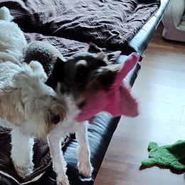 Miniature Schnauzers from Happy Pawz Schnauzers