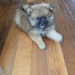 KODIAK - Orange sable male Pomeranian puppy in El Centro, California from BabyBooPoms