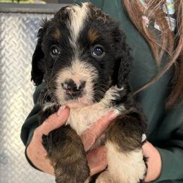 Angel - Tri-color female Bernedoodle puppy in Carlotta, California from Lost Coast Bernese Mountain Dogs