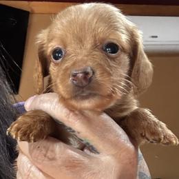Dixie - Red female Dachshund puppy in Cabool, Missouri from Dachshund's of Country Magic Farms in Missouri