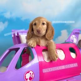Jet - Red male Dachshund puppy in Chandler, Arizona from Vonaducci Doxies, LLC.