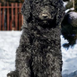 Poodles from Blue Springs Poodles