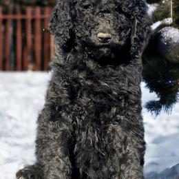 Poodles from Blue Springs Poodles
