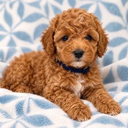 Teddy - Red  male Poodle puppy in Surprise, Arizona from Gentle Paw Poodles and Doodles