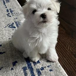 Maltese Puppies from TCBs Glowing  Maltese